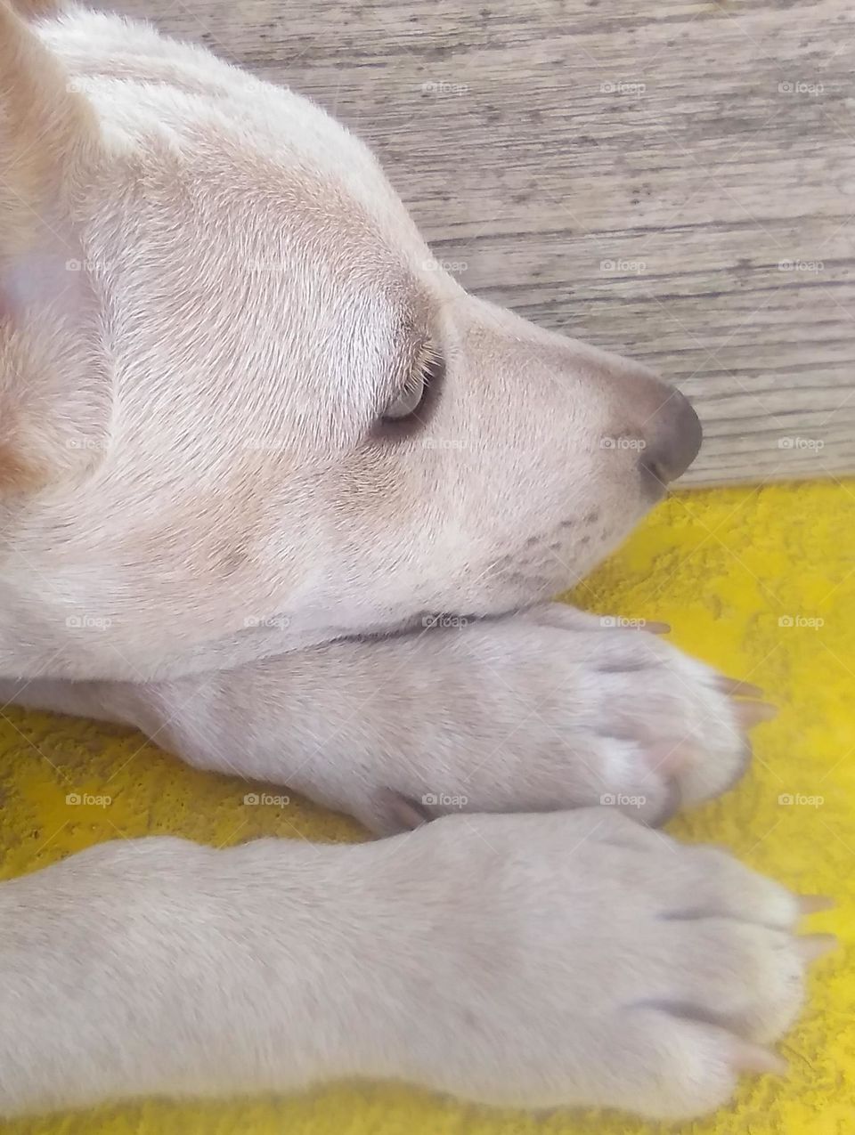 Pup Paws on Deck of a Yellow Boat