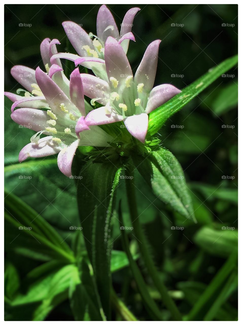 Pretty little flowers 