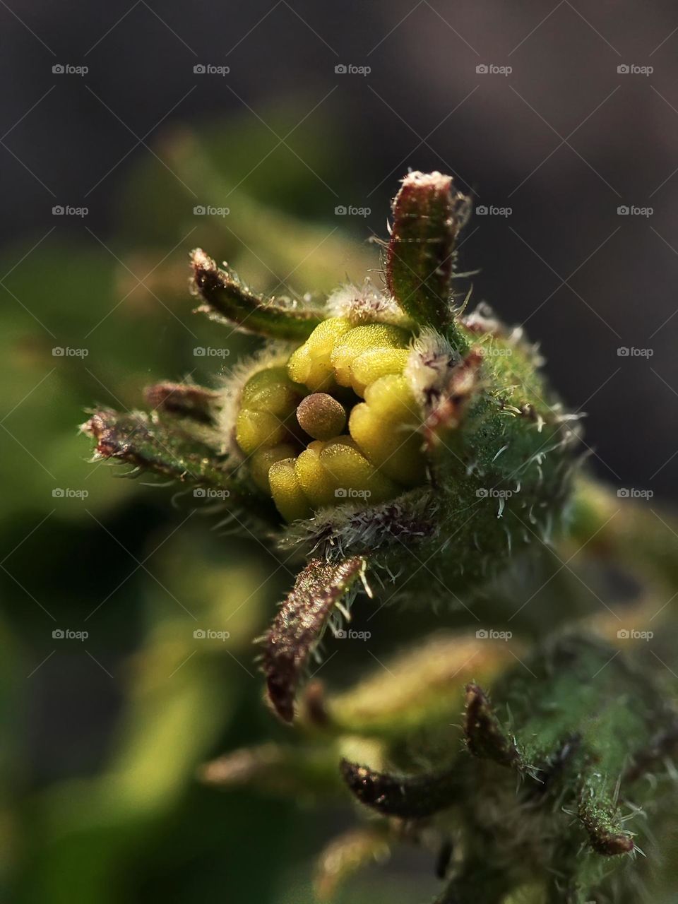 Macro photo of green grass growing in the garden
