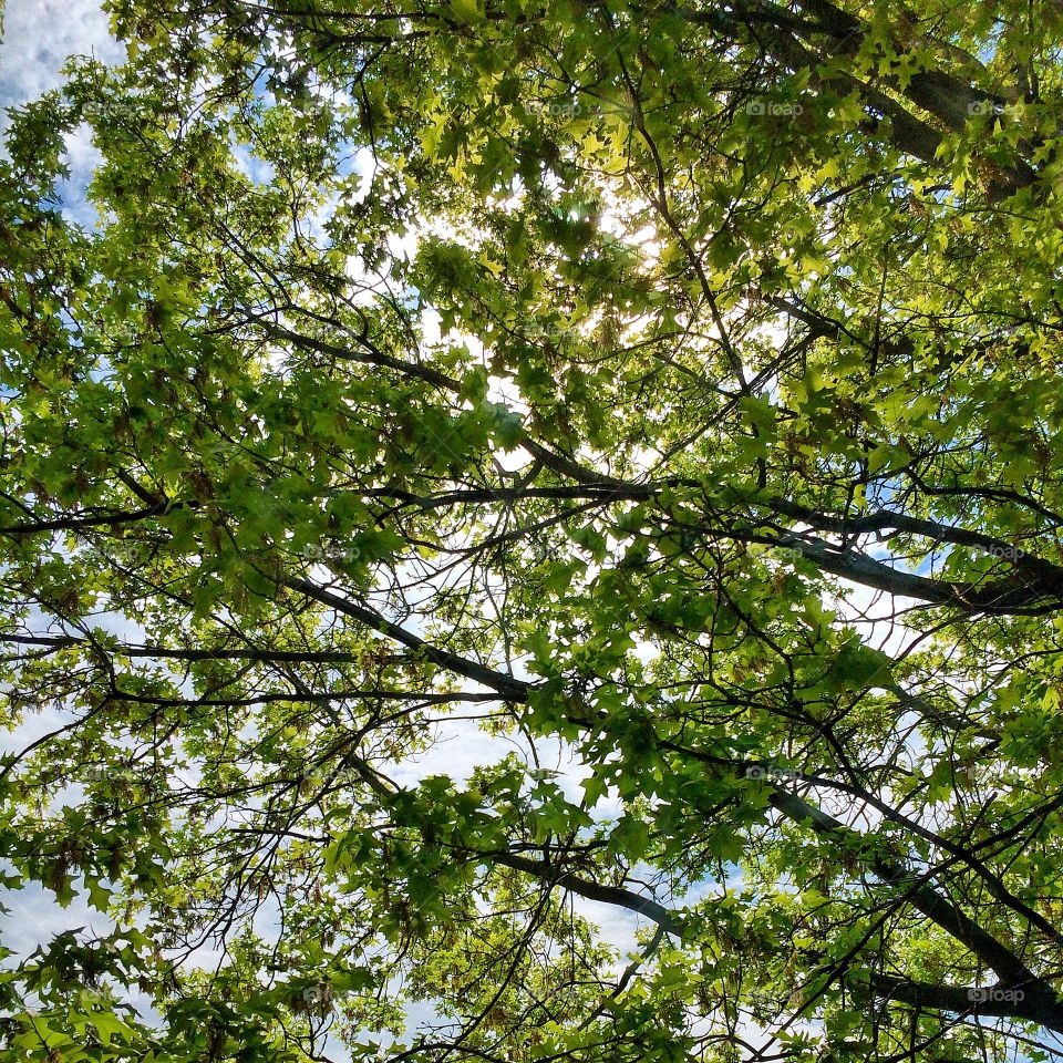 Daylight Through the Leaves