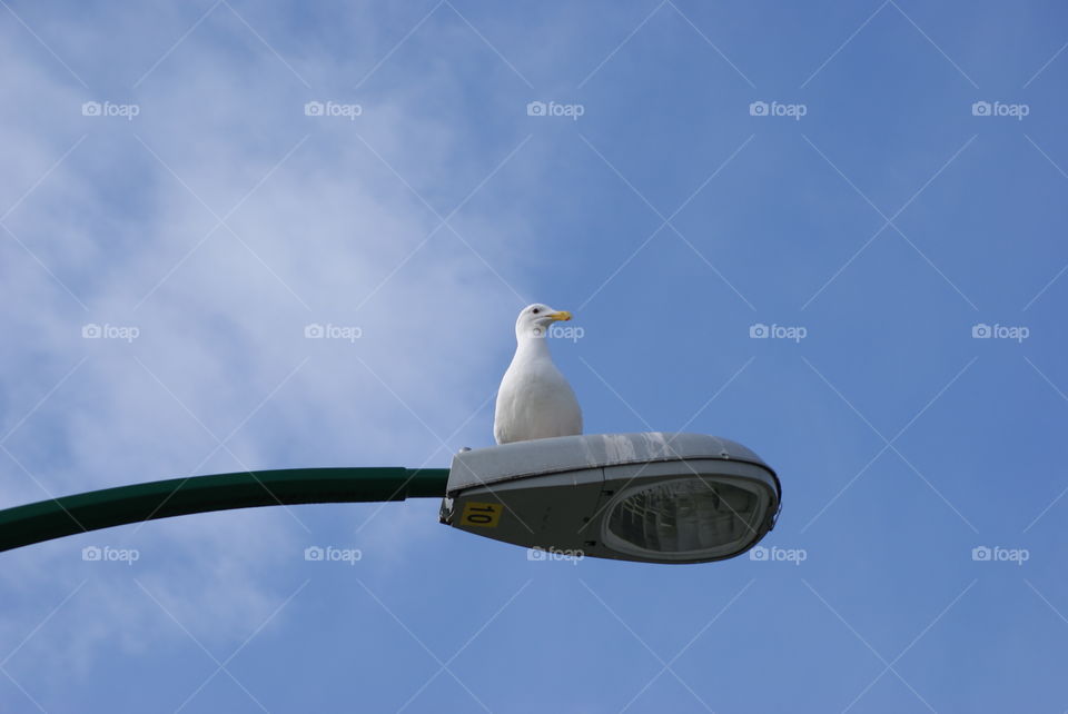 seagull on a light