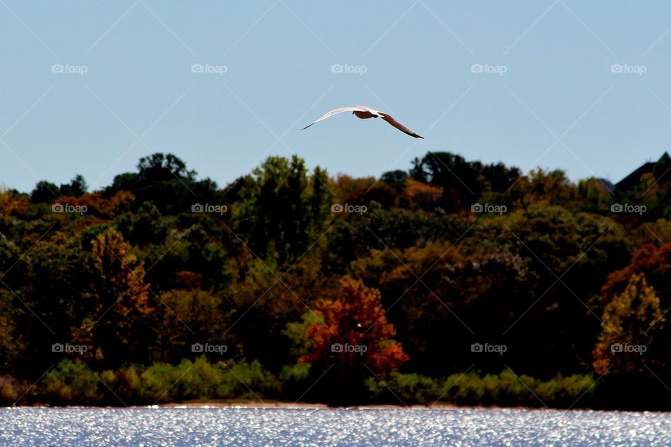 Soaring Seagull in Fall