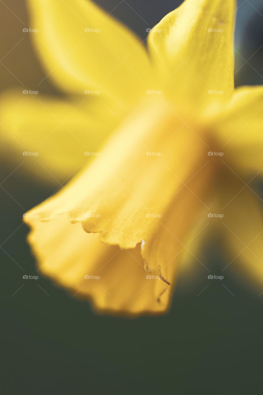 A close up portrait of a yellow daffodil comming out of the blurryness of the shallow depth of field.