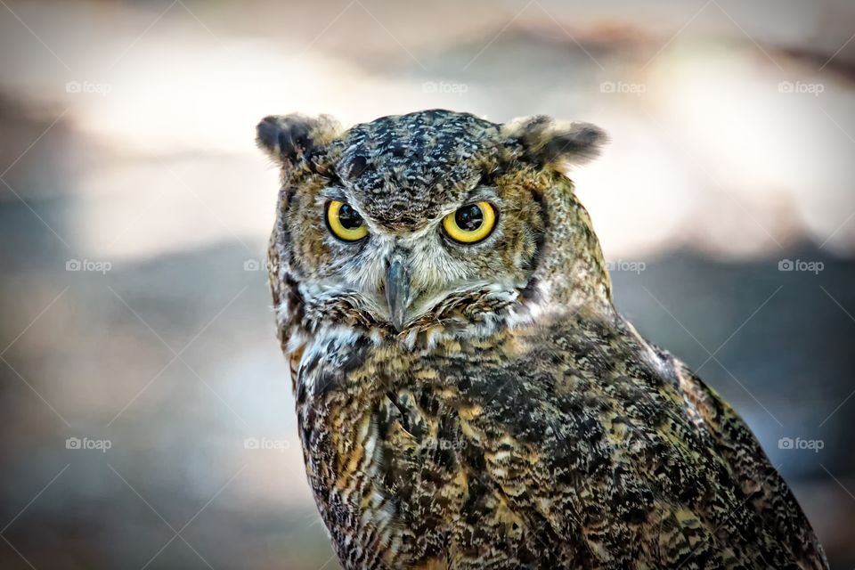 Close-up of a owl looking at camera