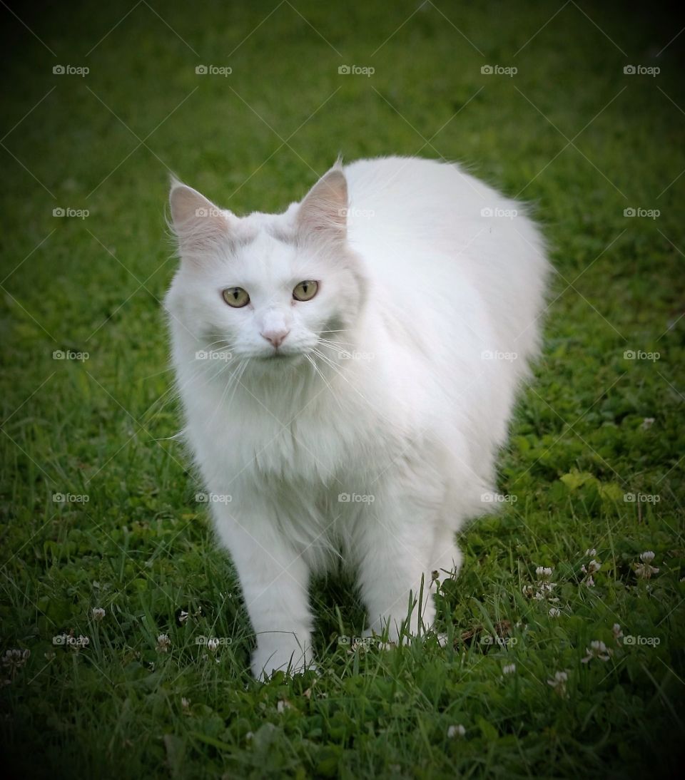 Portrait of white cat