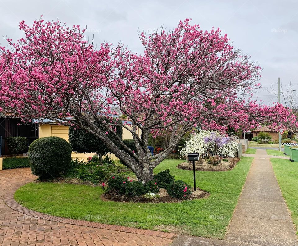 “Every flower has it’s name and uniqueness. This tree blooms pink and you can find its beauty everywhere else.”~S.Gibson