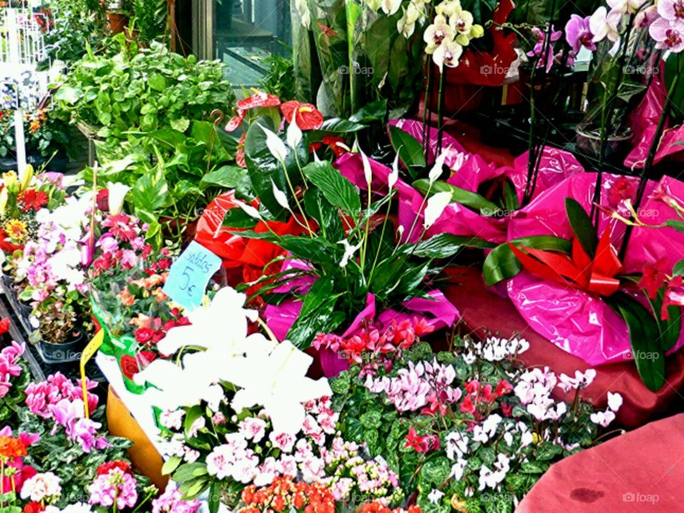 Flowers on the Ramblas. Barcelona