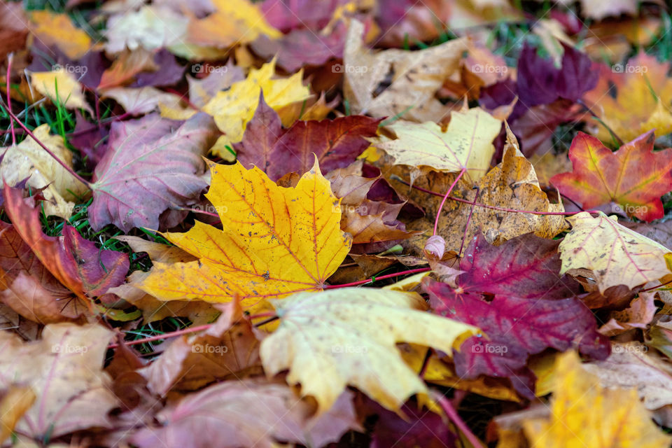 Colorful fallen leaves lying on the ground in the park, beautiful autumn outdoor background, selective focus.