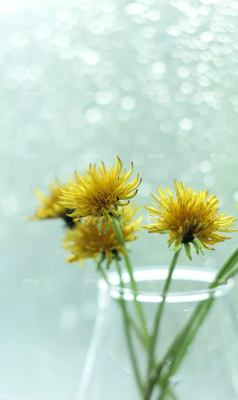 A bouquet of yellow dandelions in a vase