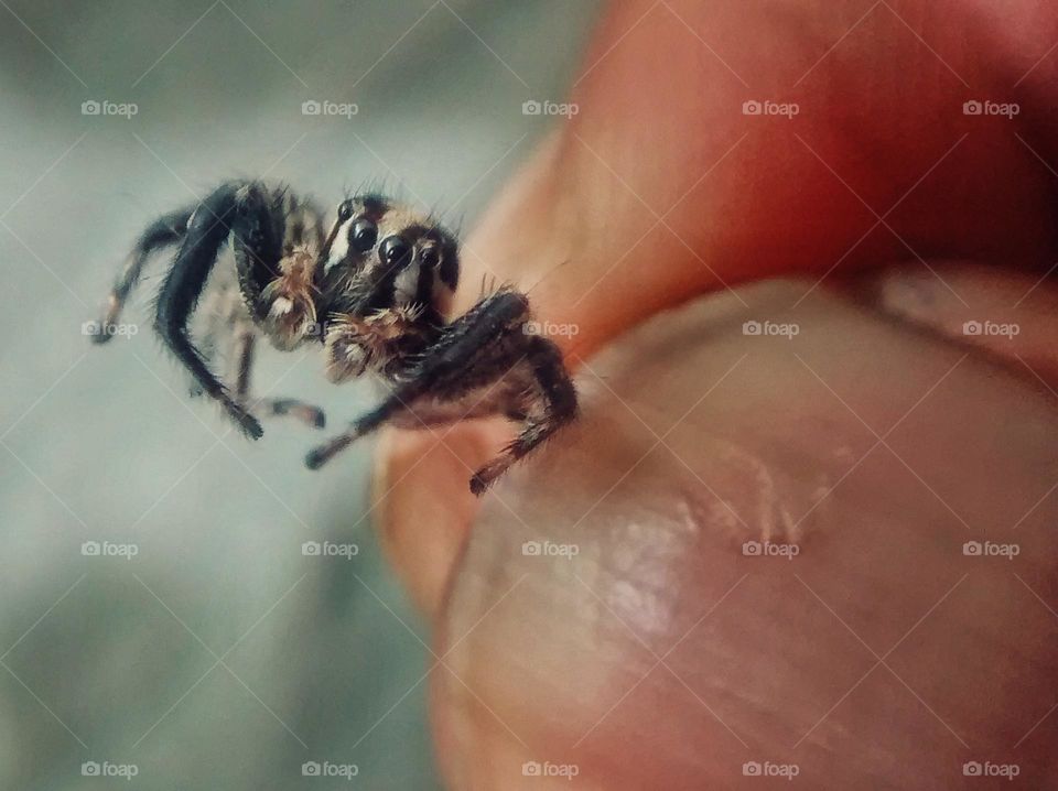 a person holding the spider.