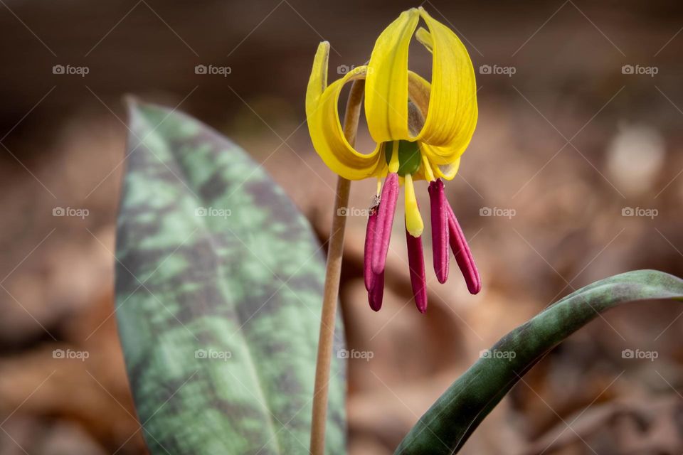 The blooming of the tiny Dimpled Trout Lily (Erythronium umbilicatum) on the forest floor announces that Spring has arrived. This is an ephemeral true lily that is only found in the southeastern United States. 