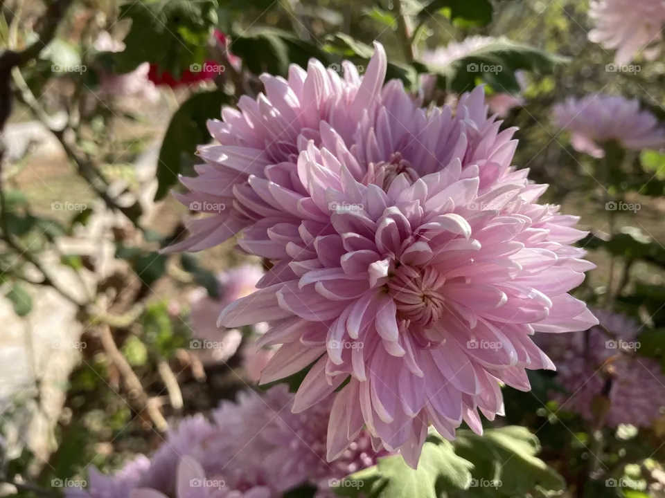 winter blossom: purple guldodi 