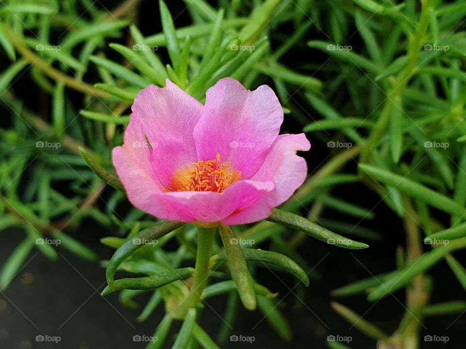  Portulaca Grandiflora or Moss-rose