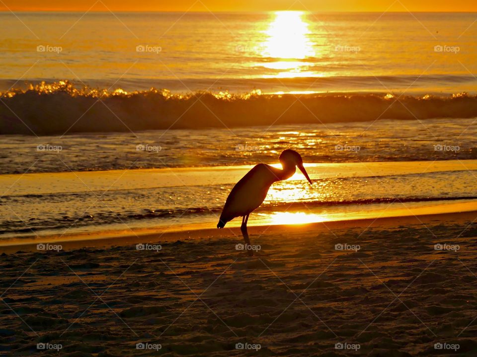 Great Blue Heron - Silhouettes are a wonderful way to convey drama, mystery. The perfect light for this is placing your subject in front of a sunset or sunrise – but really any bright light will be.