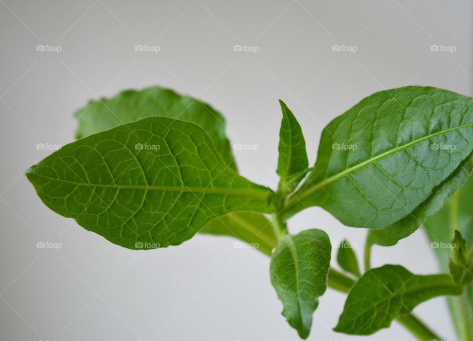 tabacco leaf