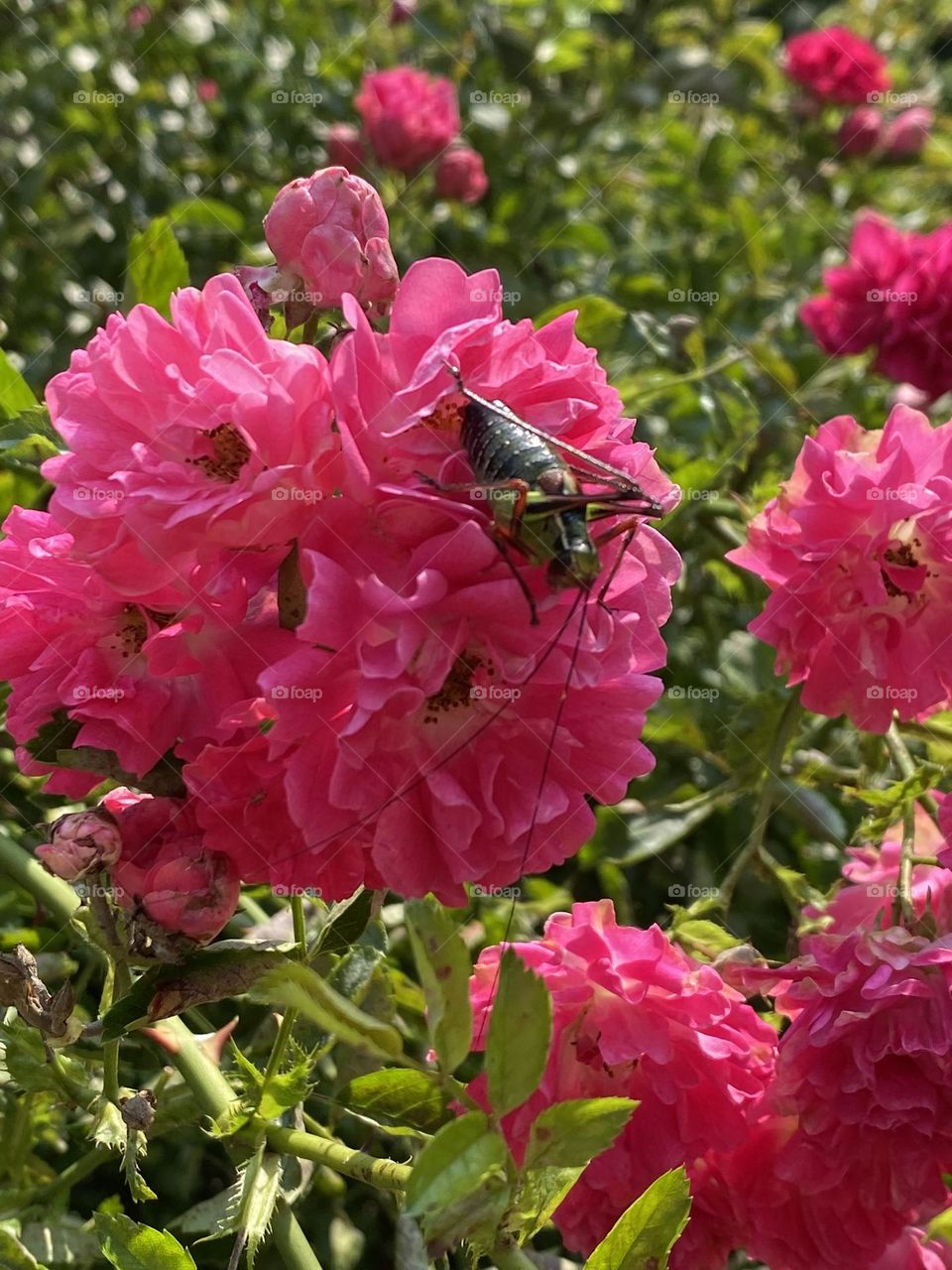 Red flowers in the hat