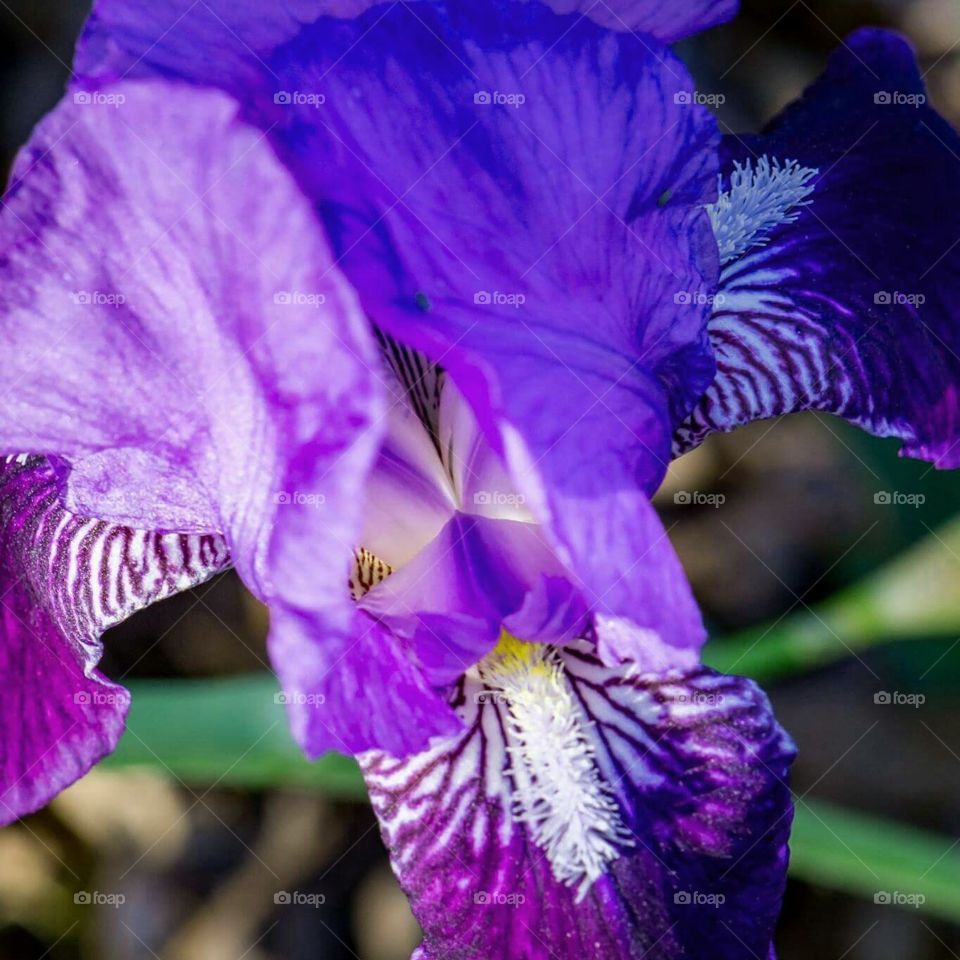 Purple Iris