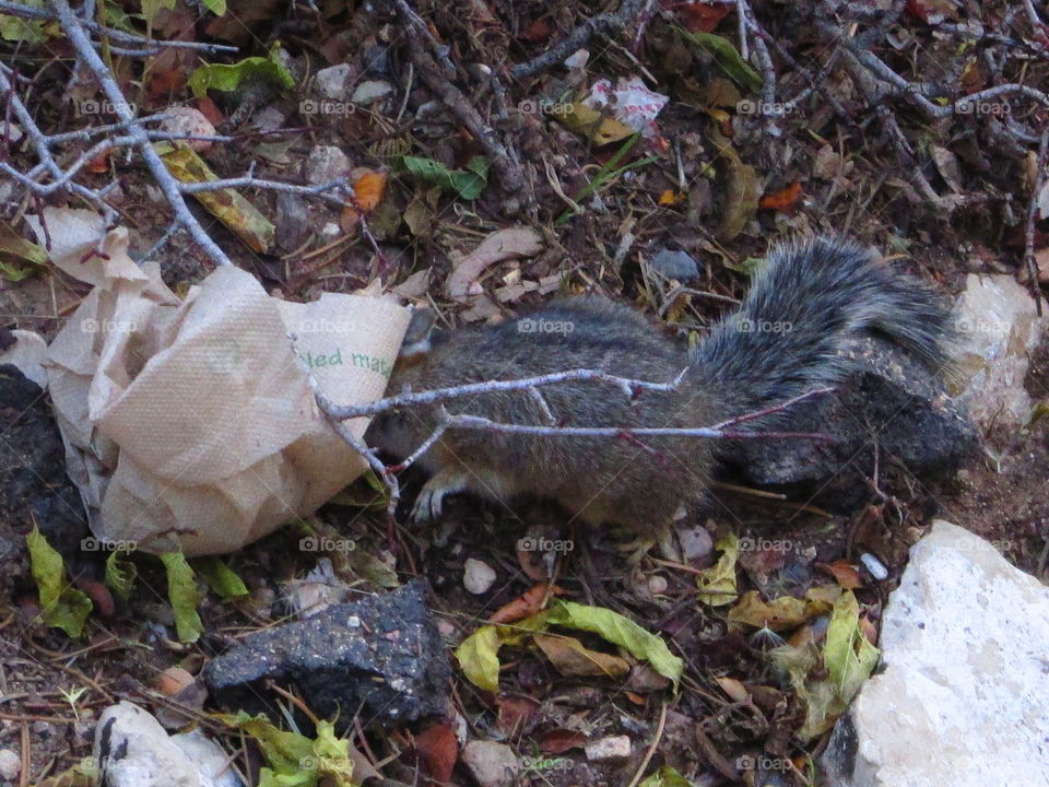 Grand Canyon squirrel