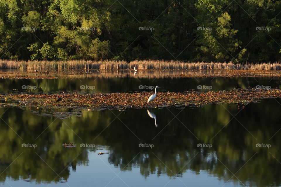 Egrets