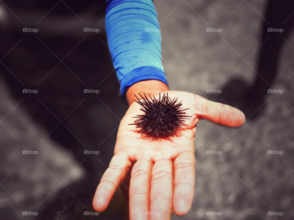 sea ​​urchin found on corals in the hands of a fisherman for tourists to photograph.