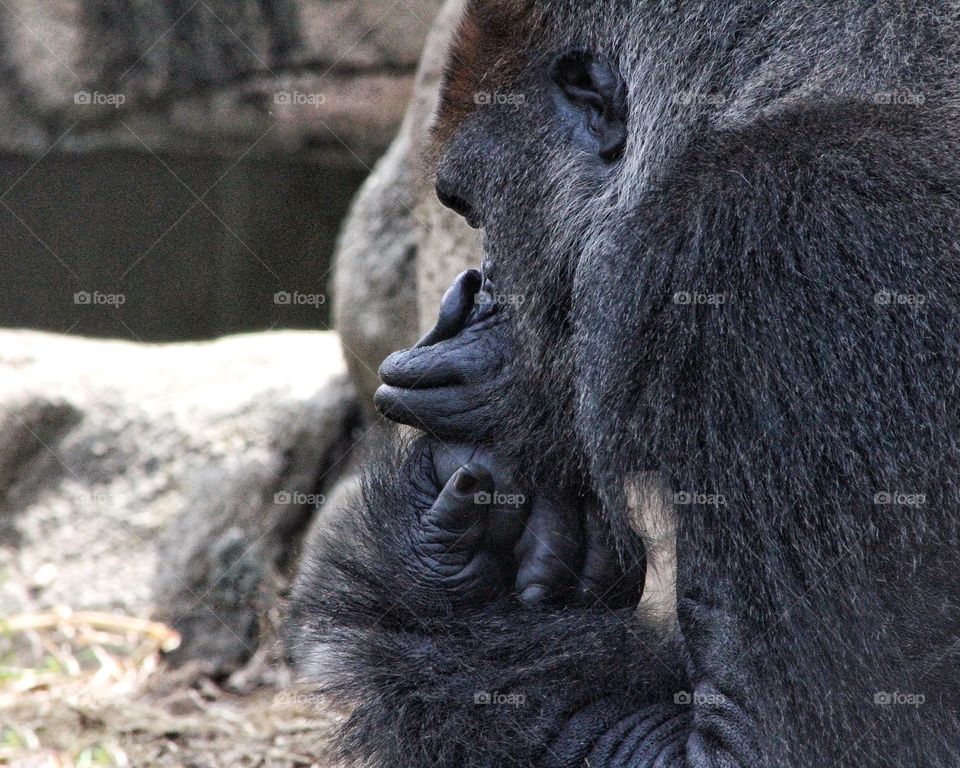 Gorilla 