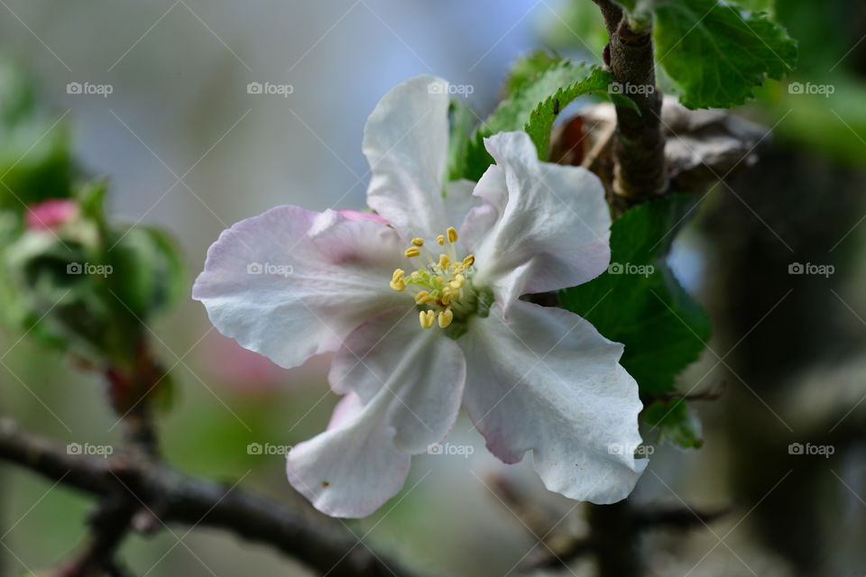 Steinbrüche Mühlheim