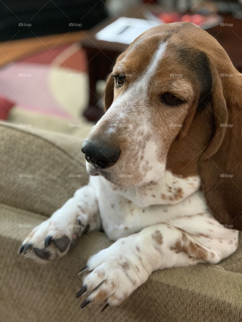 Basset hound