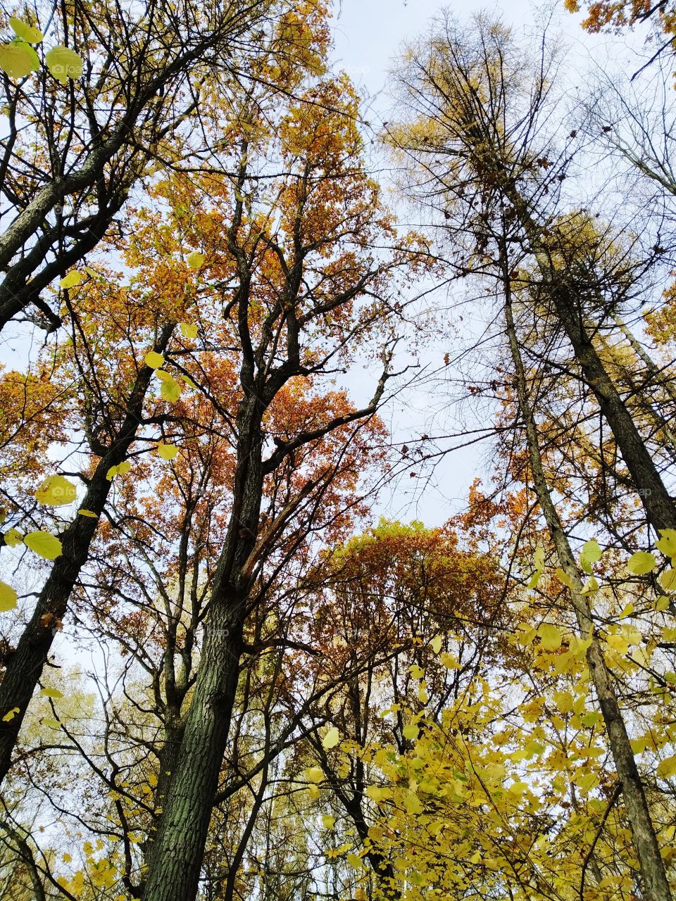 Morning in the autumn forest.