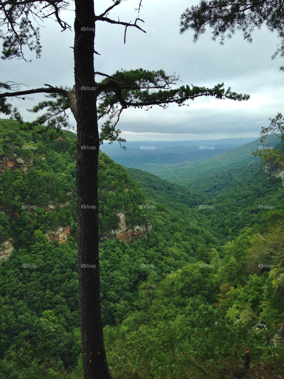 High angle view of trees in the Forest