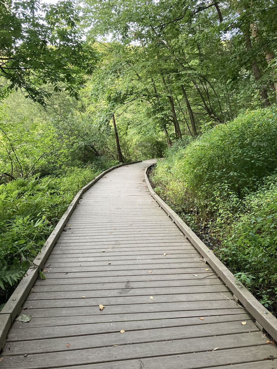 A “wood”ed walkway leading into the lush green forest 