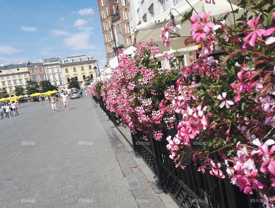 Krakow flowers and sunny Day.