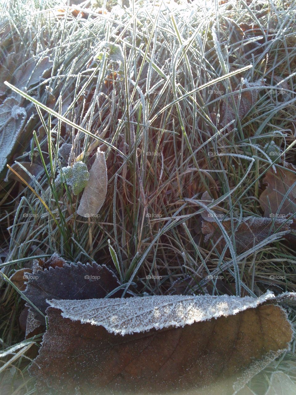 frosty day