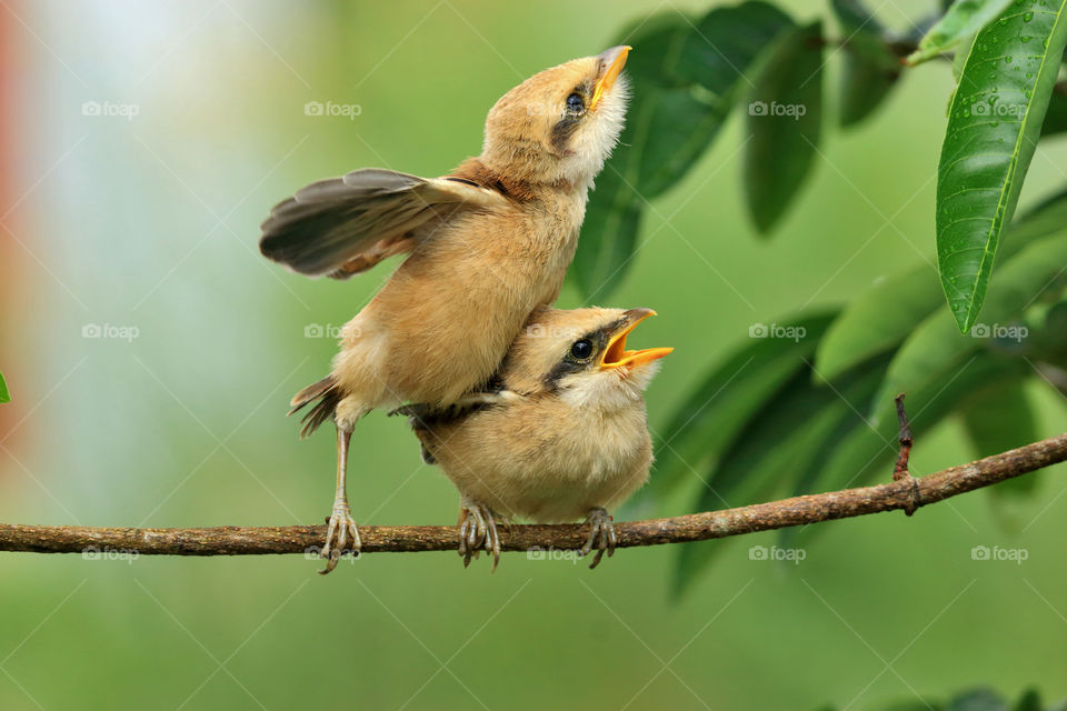 two little birds, south borneo, Indonesia.