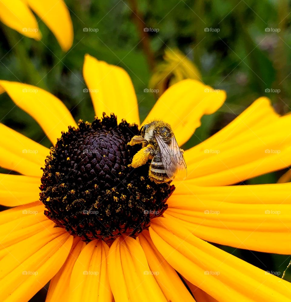 pollen covered honey bee at the lavender farm in sequim Wa