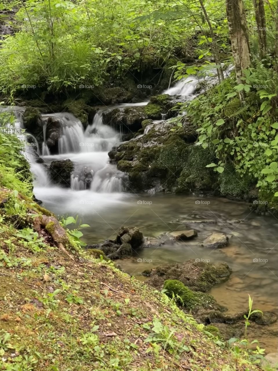 A small but strong waterfall in the woods of Kentucky.