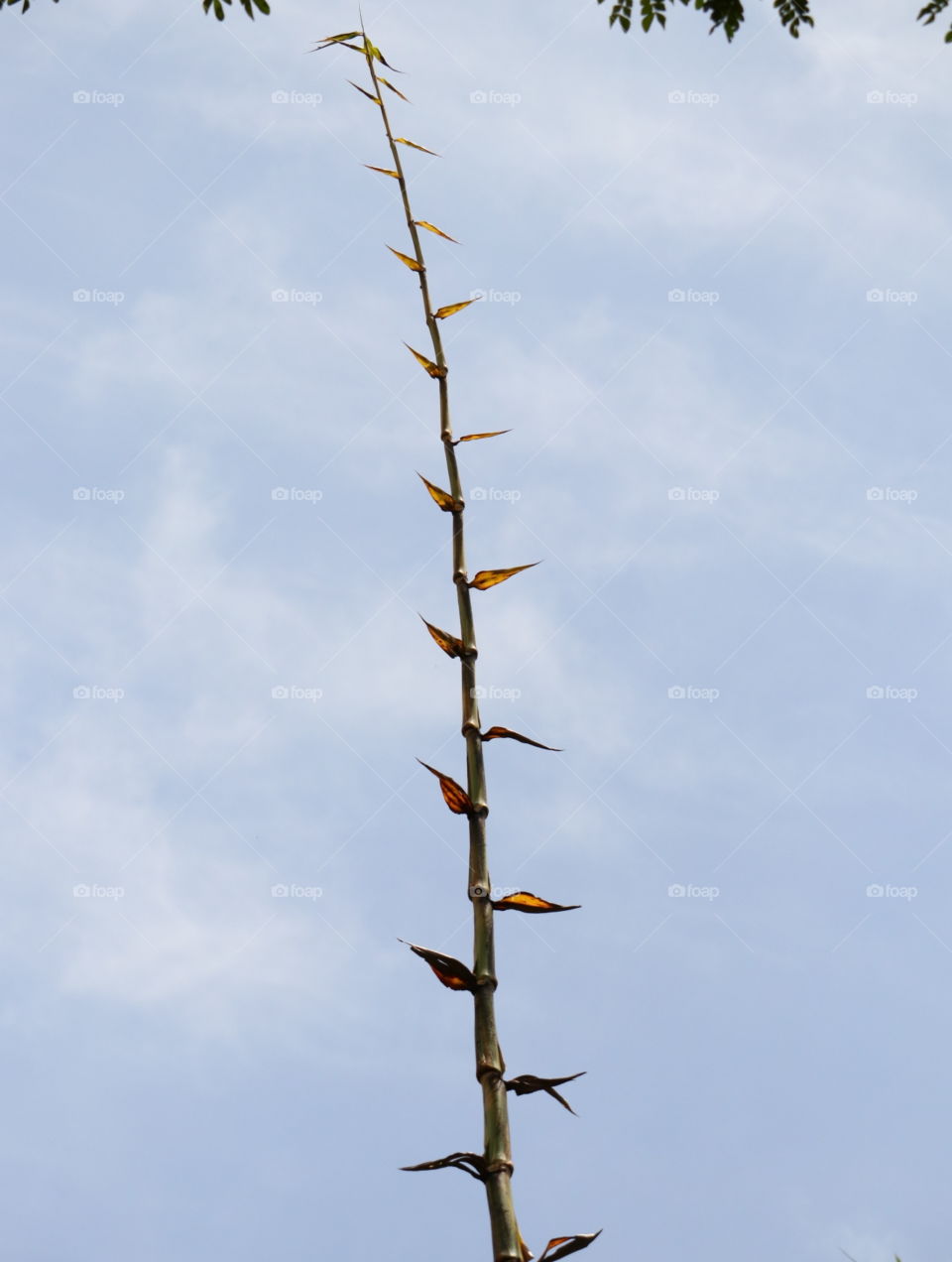 branch