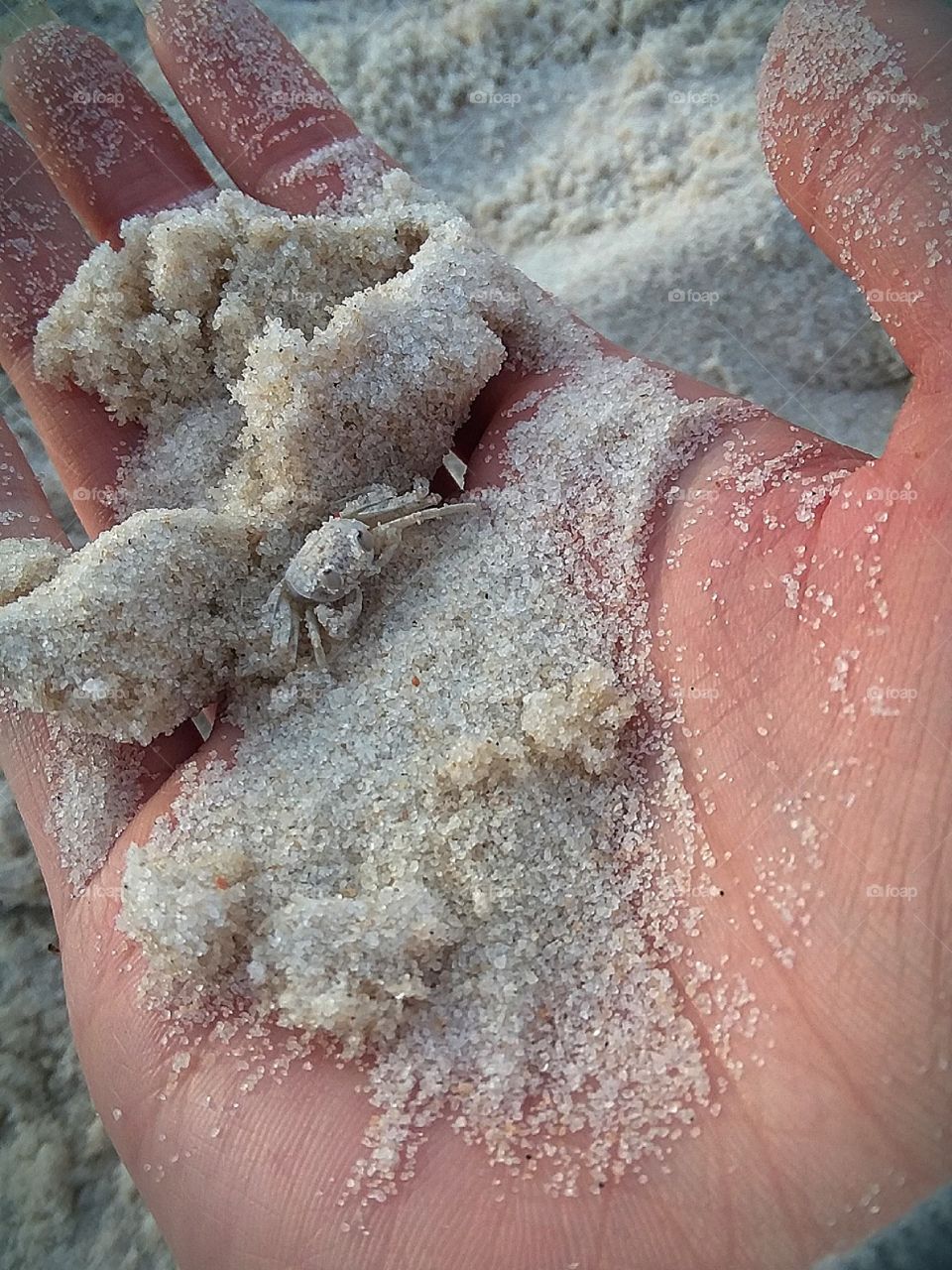 a baby crab sitting in the palm of a sandy hand at the beach