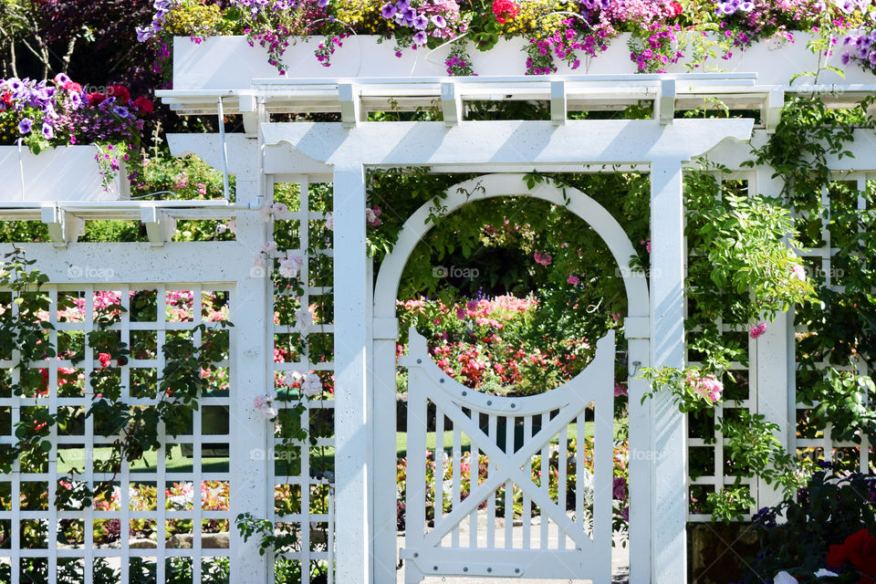 White trellis 