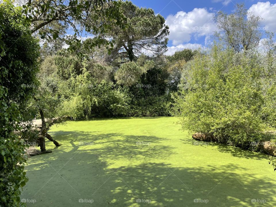 Green field on water