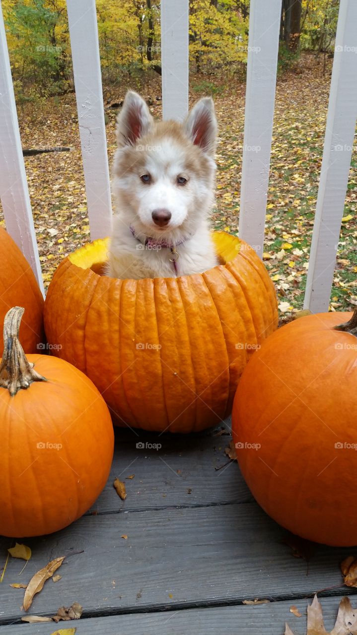 Puppy in a Pumpkin