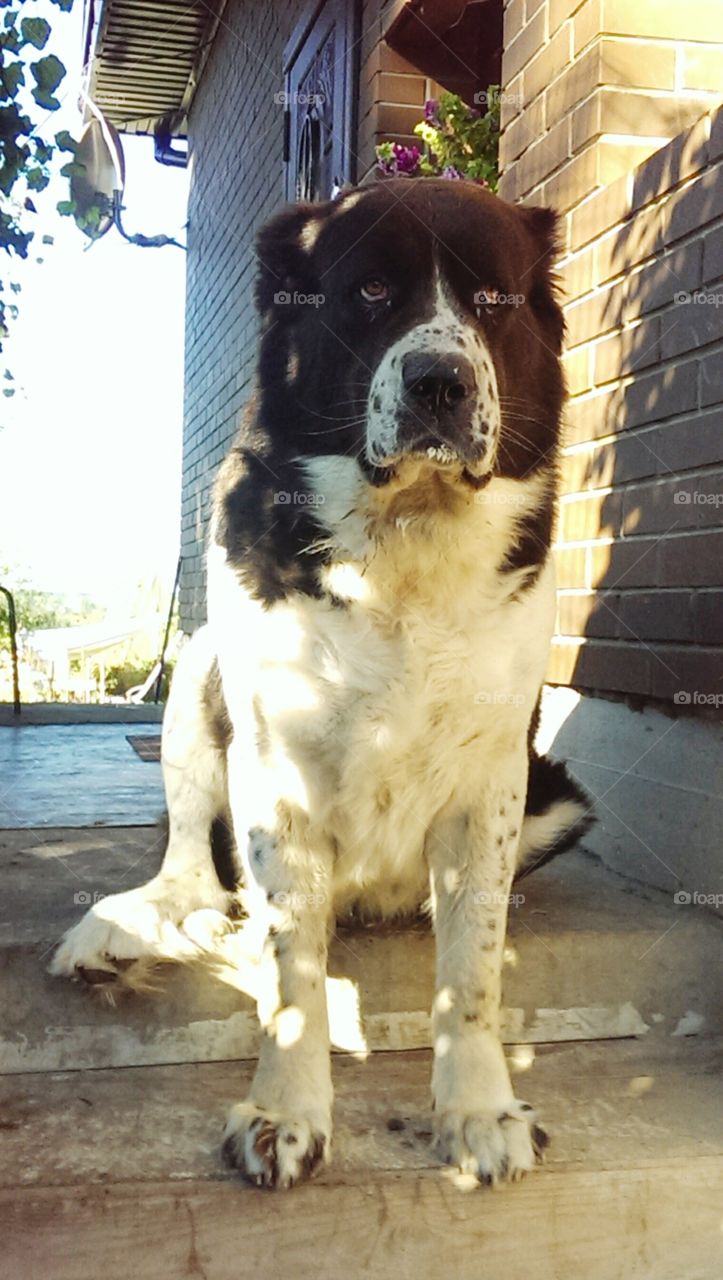 Dog, Mammal, Animal, Canine, Pet