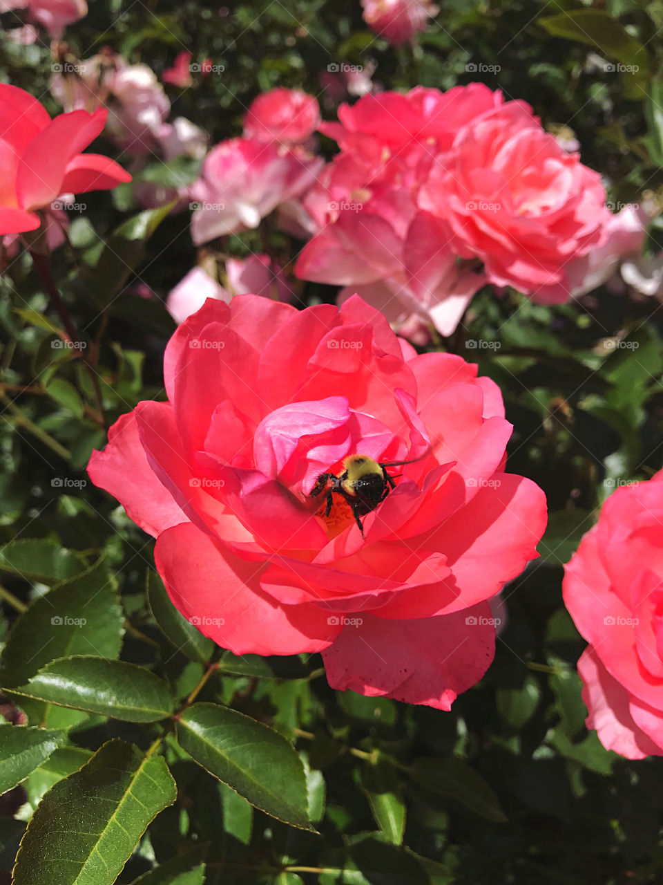 Pink and white roses at the Elisabeth Park Rose Conservancy 