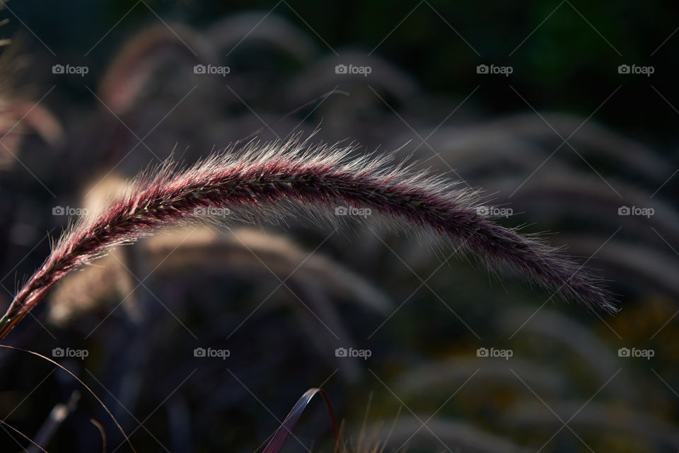 Grass with re-purple flower spikes 