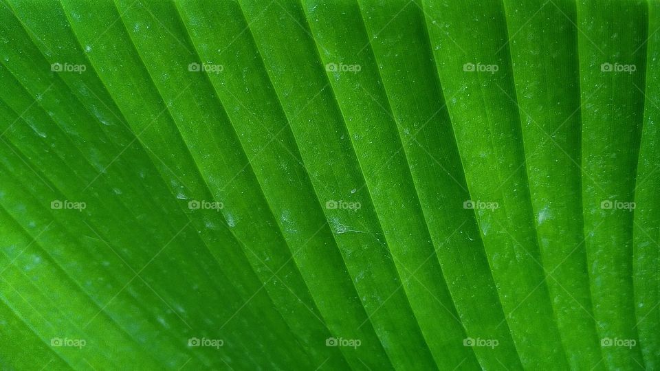 large leaf