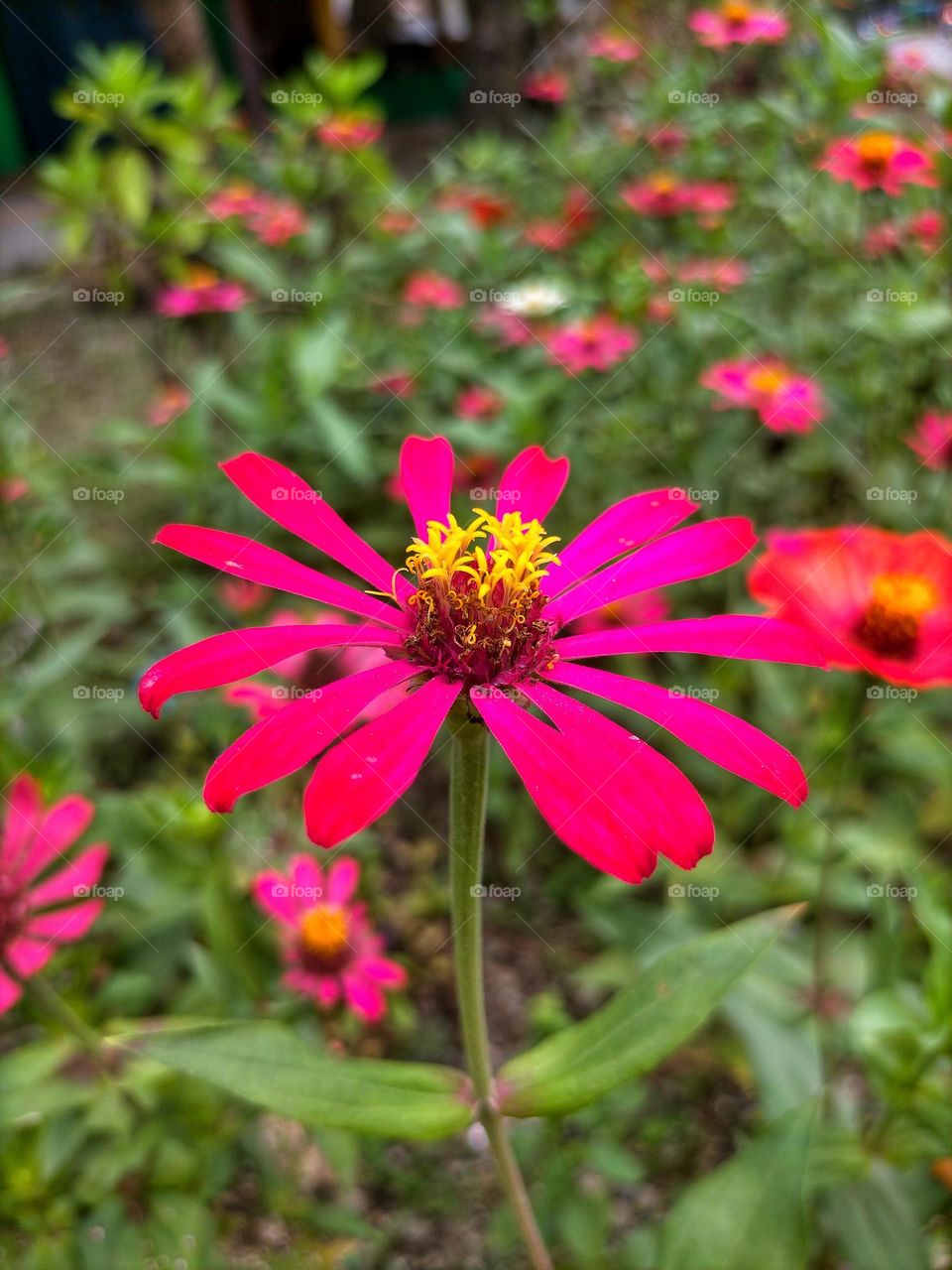 blooming flower photo