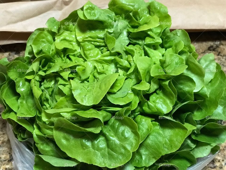 Beautiful lettuce head