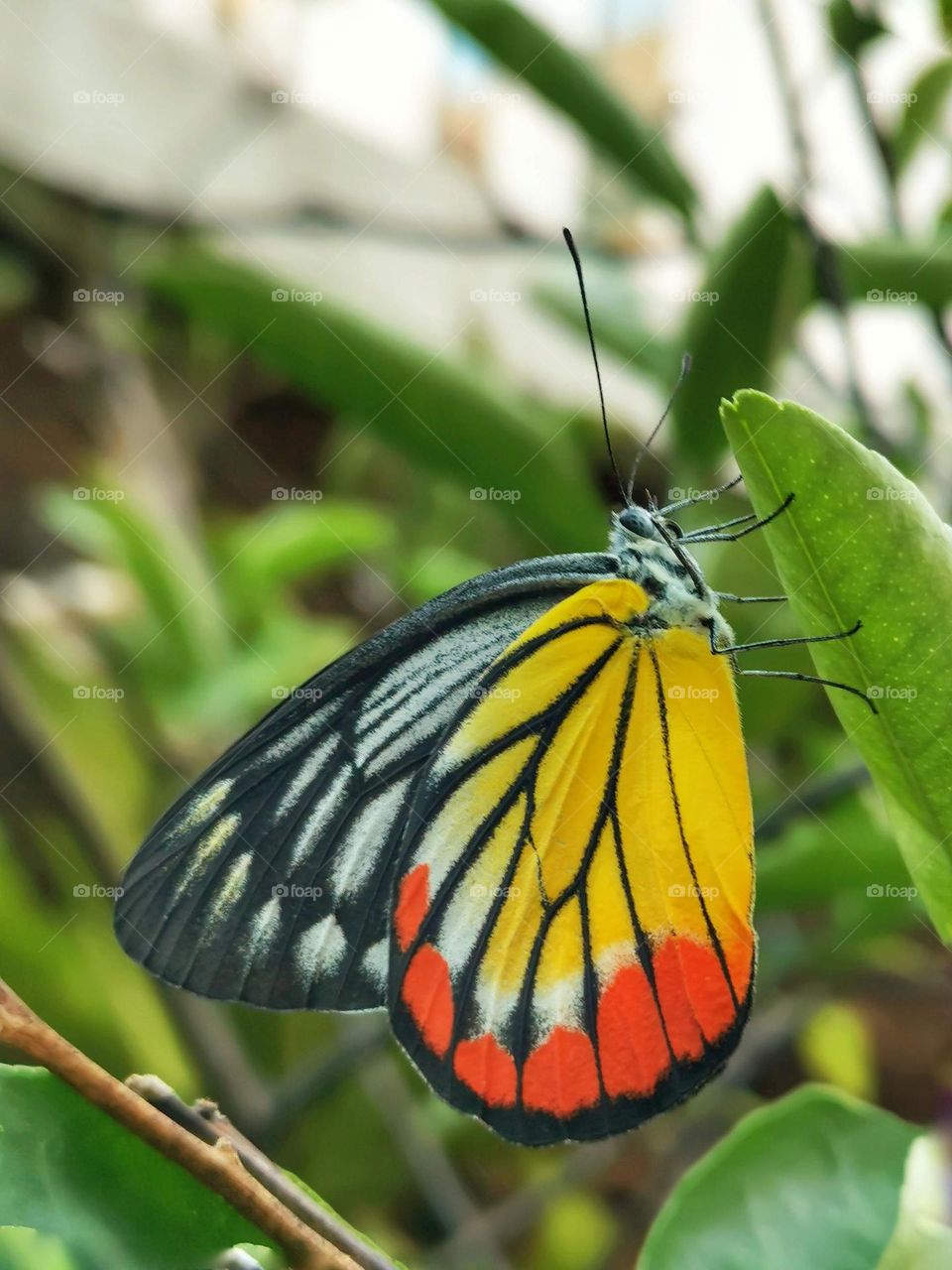 Butterfly : nature # garden 