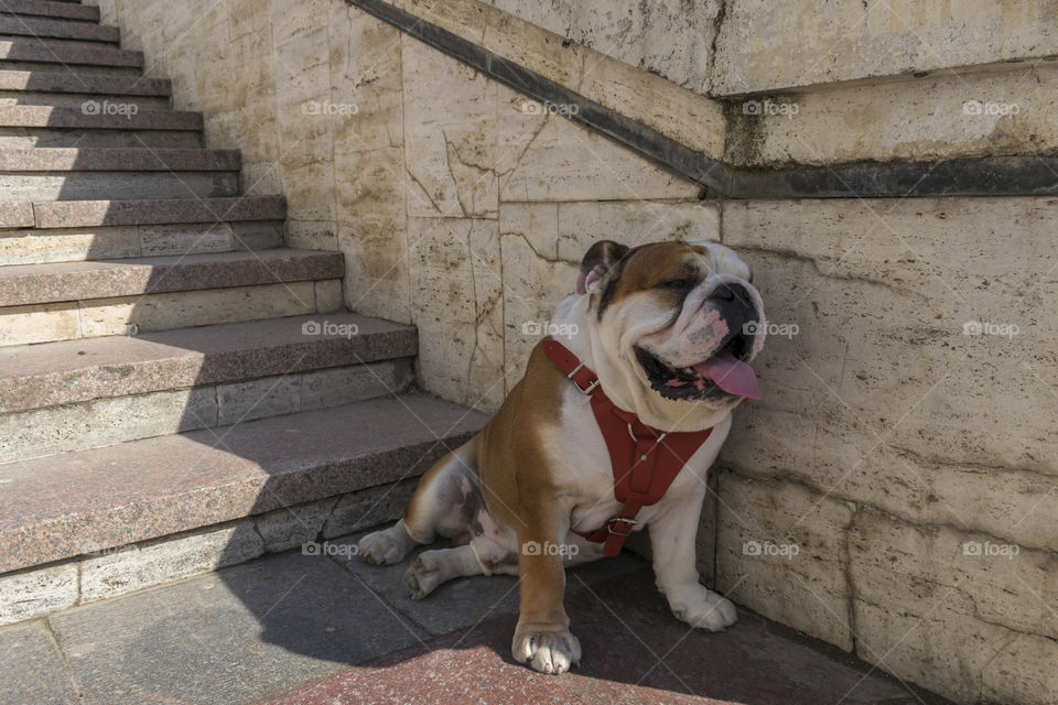 Young english bulldog in a sunny hot day