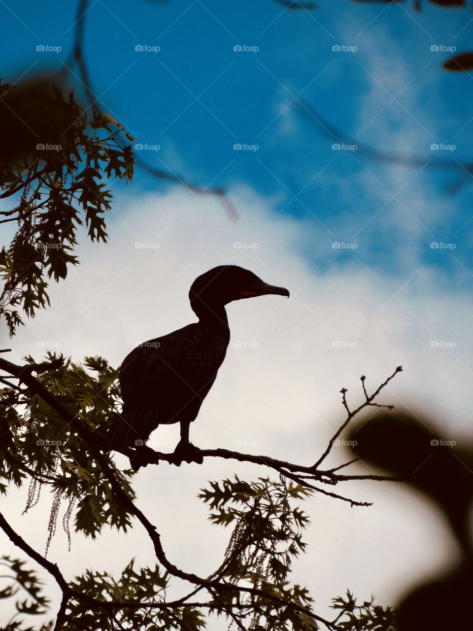 New York, Long Island, Nature, green leafs, trees, plants, outdoors, calm, relax, shades, grass, colors, sky, Clouds, bird, wildlife, 