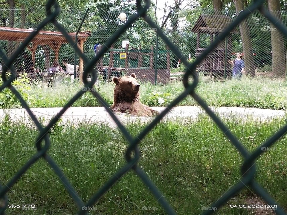Bear